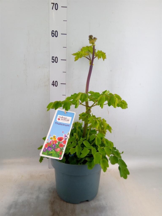 <h4>Thalictrum aquileg.</h4>