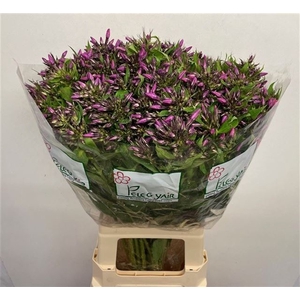 PHLOX P LOLLIPINK