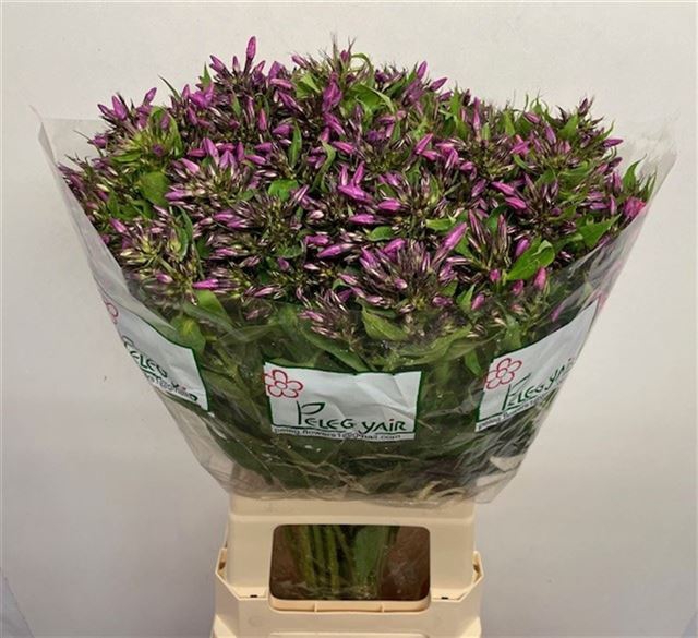 PHLOX P LOLLIPINK