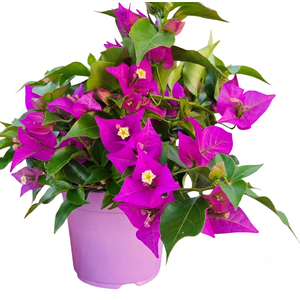 Bougainvillea overig