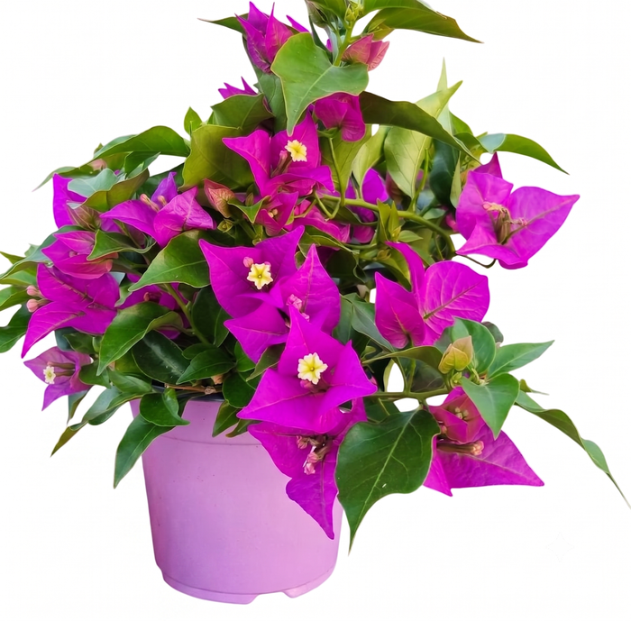 <h4>Bougainvillea overig</h4>