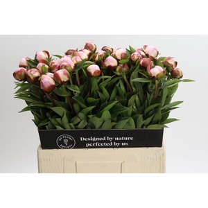 Paeonia Gardenia