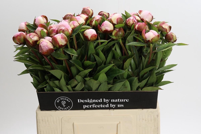 <h4>Paeonia Gardenia</h4>