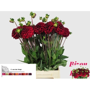 DAHL BIZON ROOD
