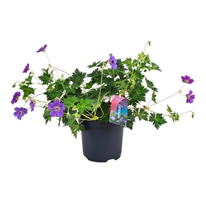 Geranium Bloom Me Away p17