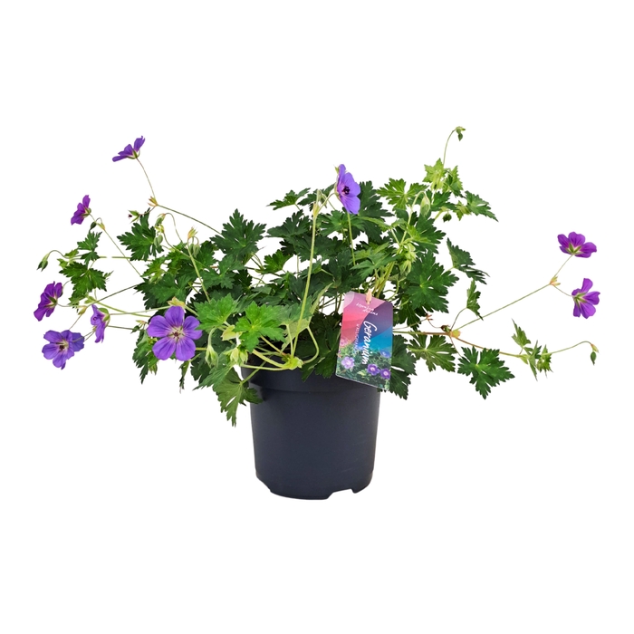 <h4>Geranium Bloom Me Away p17</h4>