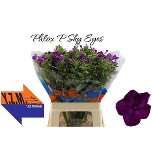 Phlox P Sky Eyes