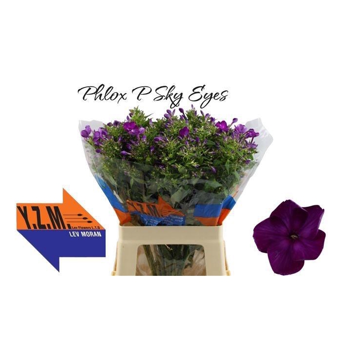 <h4>PHLOX P SKY EYES</h4>