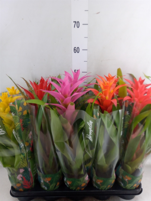 <h4>Guzmania   ...mix</h4>