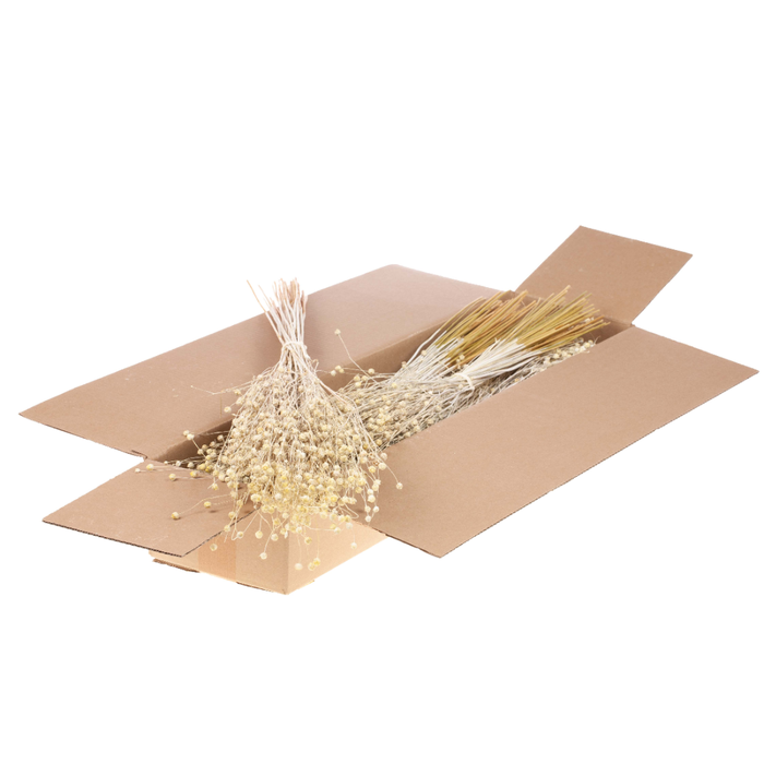 <h4>Linum Sb White Misty</h4>