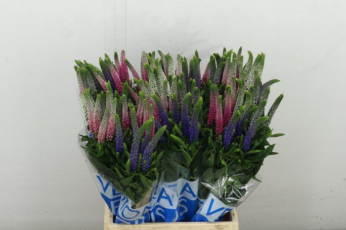 <h4>Veron Smart Col Gem</h4>