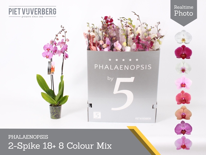 <h4>PHAL GEM 8 KL</h4>