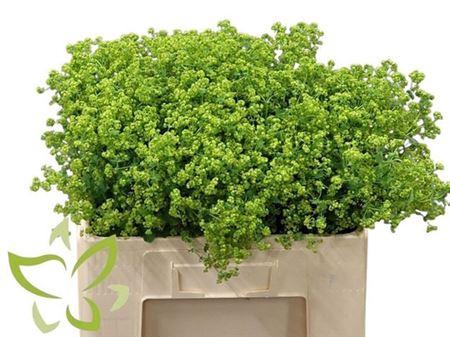 <h4>Alchem M Robustica</h4>