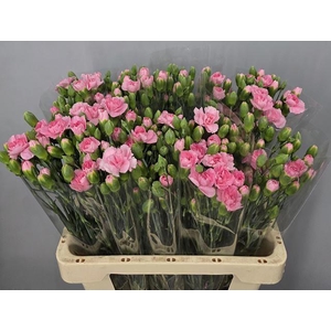 DI TR PINK AMELIE