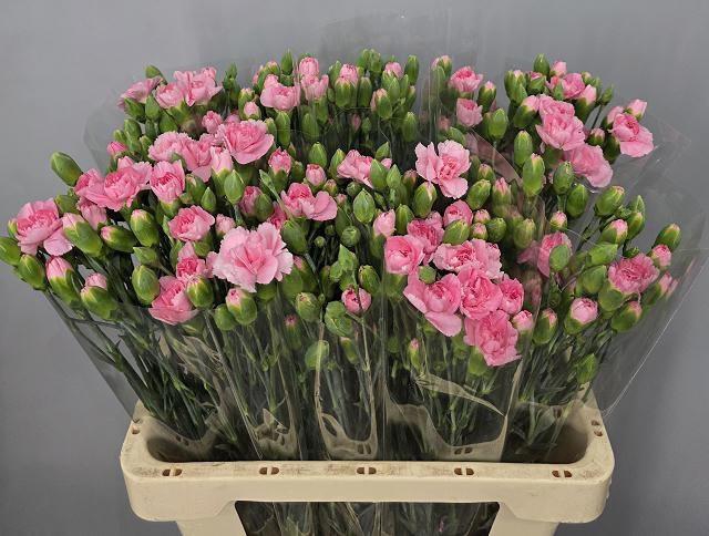 <h4>DI TR PINK AMELIE</h4>