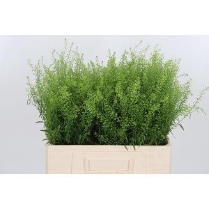 Lepidium Green Bell