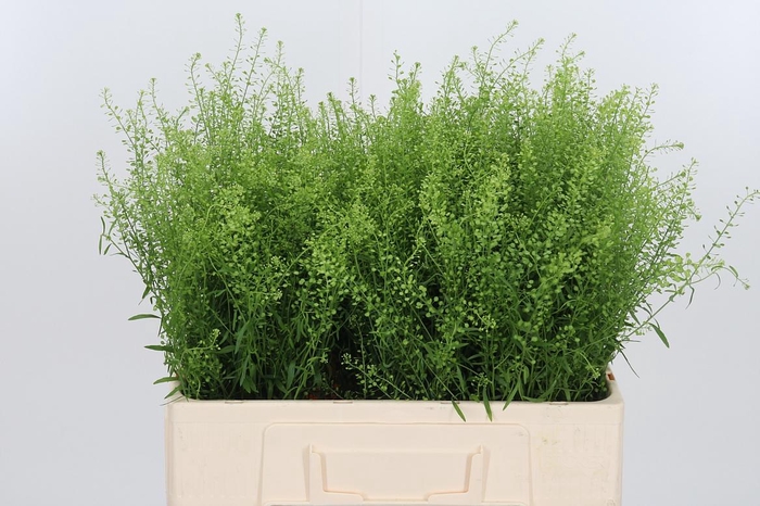 <h4>Lepidium Green Bell</h4>