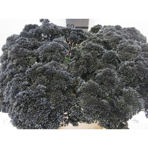 Sedum Zwart