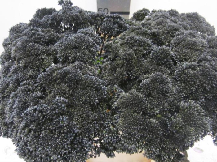 <h4>Sedum Zwart</h4>