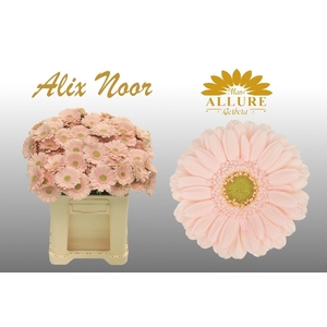 GE MI ALIX-NOOR