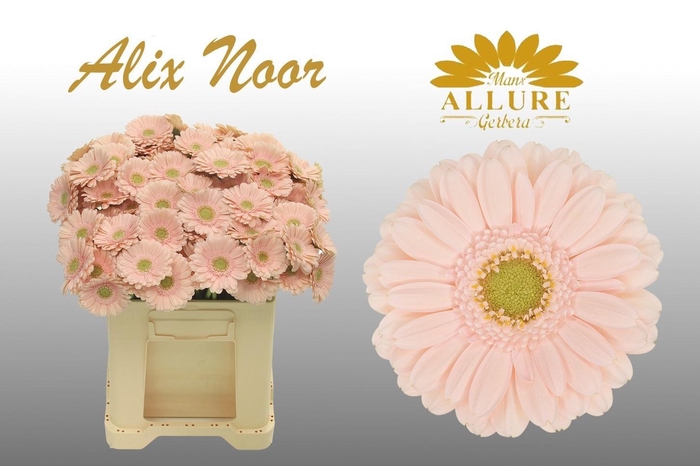 <h4>GE MI ALIX-NOOR</h4>