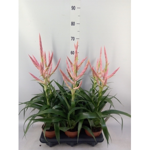 Tillandsia  'Dolce'