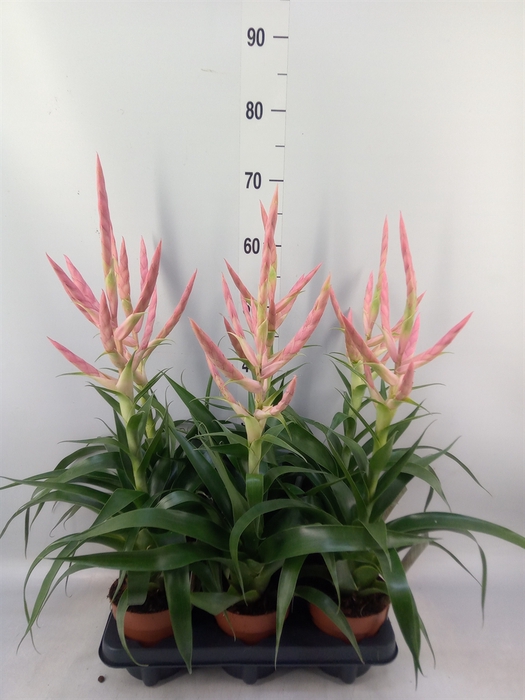 <h4>Tillandsia  'Dolce'</h4>