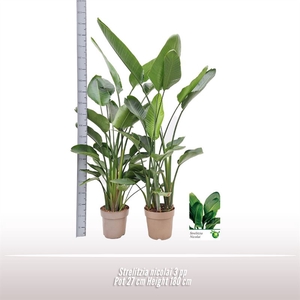 Strelitzia nicolai 3 per pot