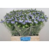 Nige D Clou Lavender