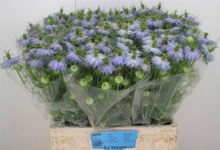 Nige D Clou Lavender