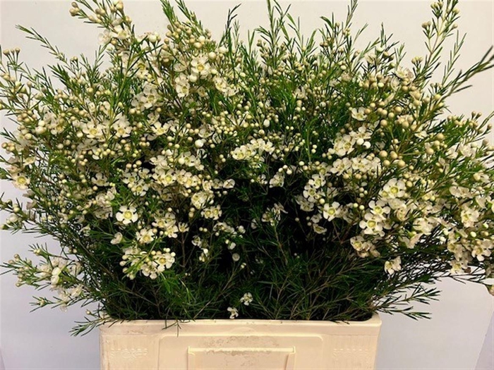 <h4>CHAME UN OFIR</h4>