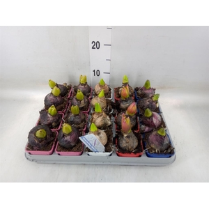 Hyacinthus orie.   ...mix 4