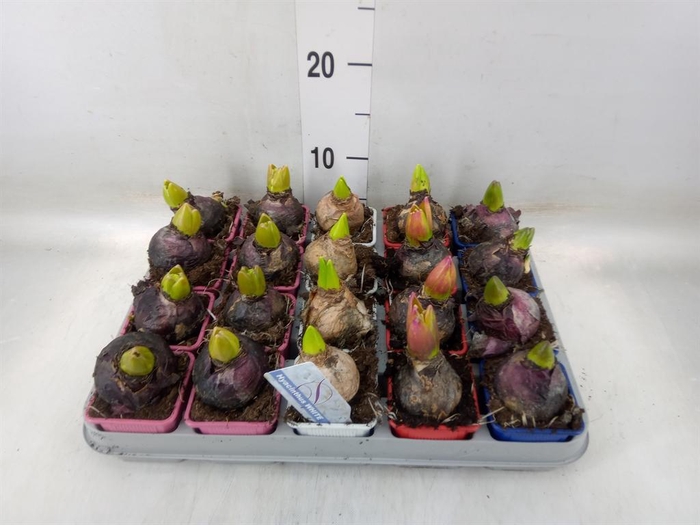 <h4>Hyacinthus orie. ...mix 4</h4>