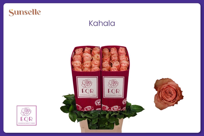 <h4>R GR KAHALA-BB</h4>