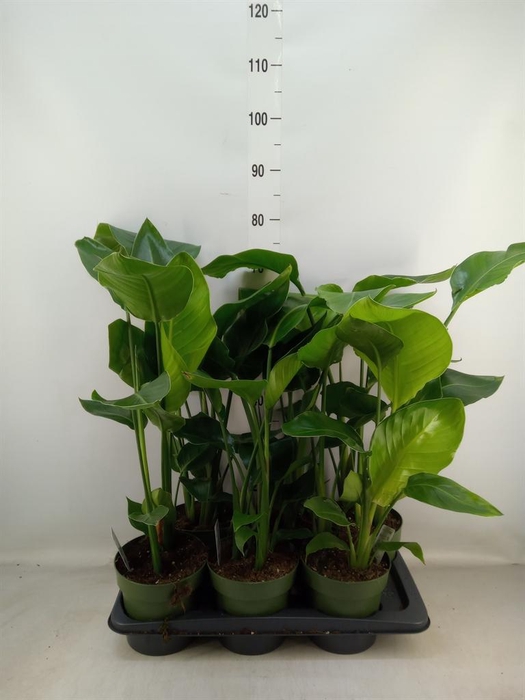<h4>Strelitzia nicolai</h4>
