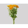 CRISANTEMO ATLANTIC ORANGE 070 CM