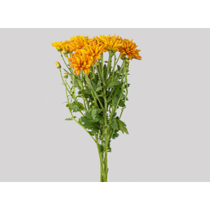 CRISANTEMO ATLANTIC ORANGE 070 CM