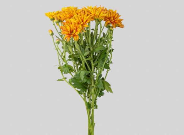 CRISANTEMO ATLANTIC ORANGE 070 CM