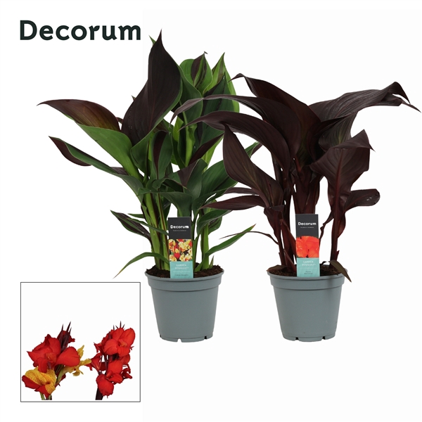 <h4>Canna Exclusieve Mix (Decorum)</h4>