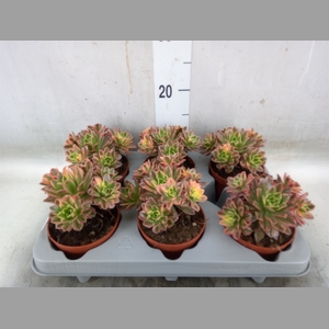 Aeonium   ...