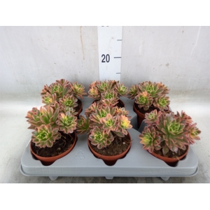 Aeonium   ...