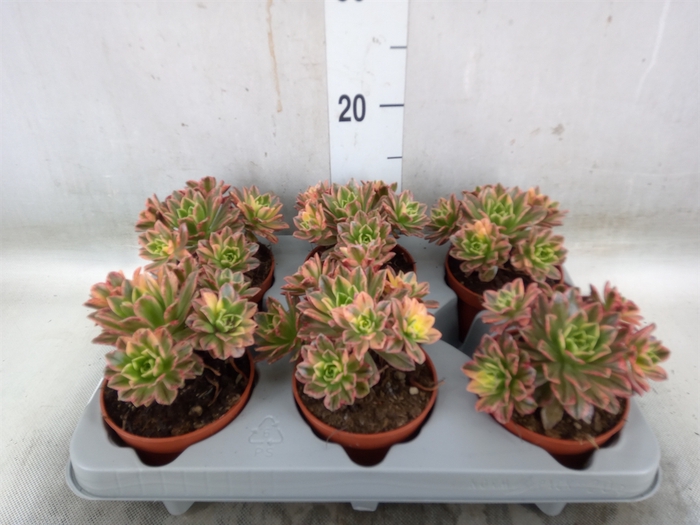<h4>Aeonium   ...</h4>