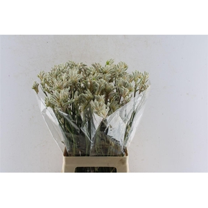 Anigozanthos Bush Diamond Grey