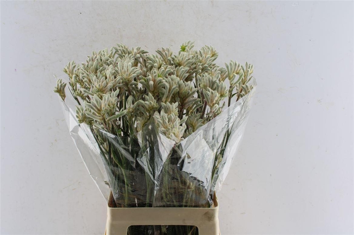 <h4>Anigozanthos Bush Diamond Grey</h4>