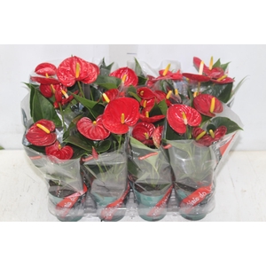 ANTHURIUM RED SUCCESS P09