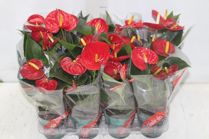 <h4>ANTHURIUM RED SUCCESS P09</h4>