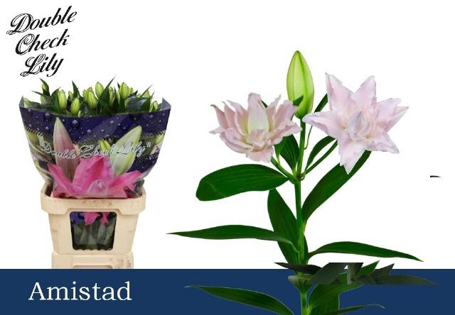 <h4>LI OR DU AMISTAD</h4>