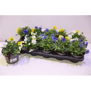 Vio Co Em Mm Stockho