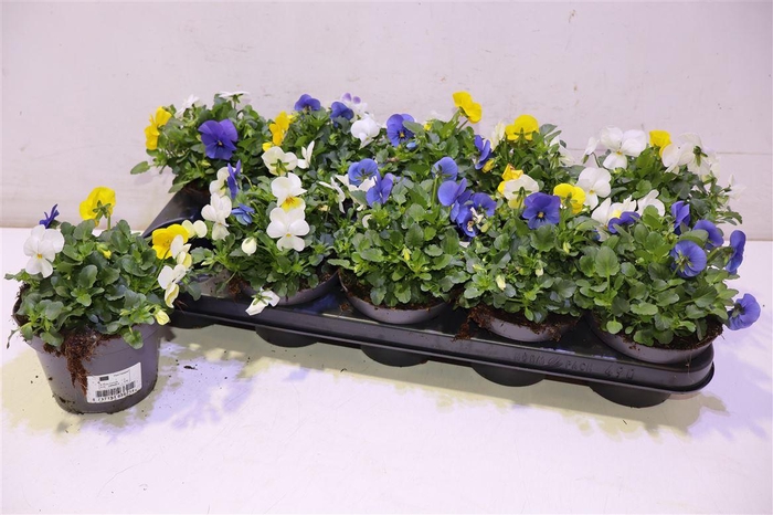 <h4>Vio Co Em Mm Stockho</h4>