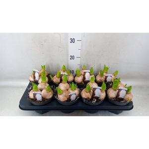 Hyacinthus orie. 'Pearl White'